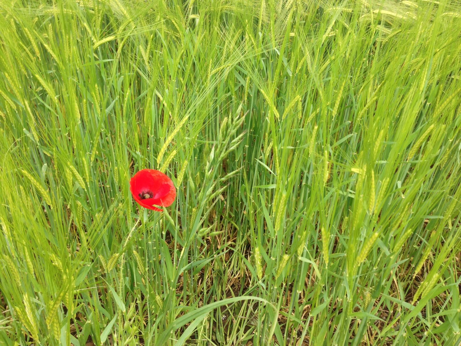 iPhone 5 back camera 4.12mm f/2.4 sample photo. Poppy, flower, nature photography