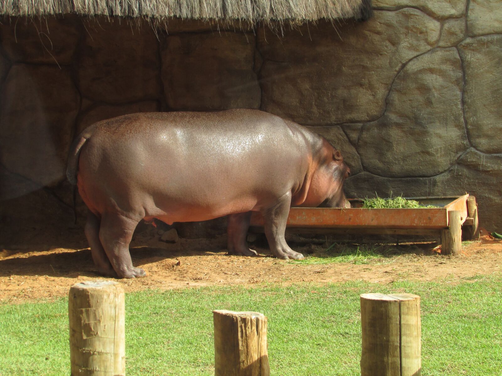 Canon PowerShot SX400 IS sample photo. Hippo, nature, animal photography