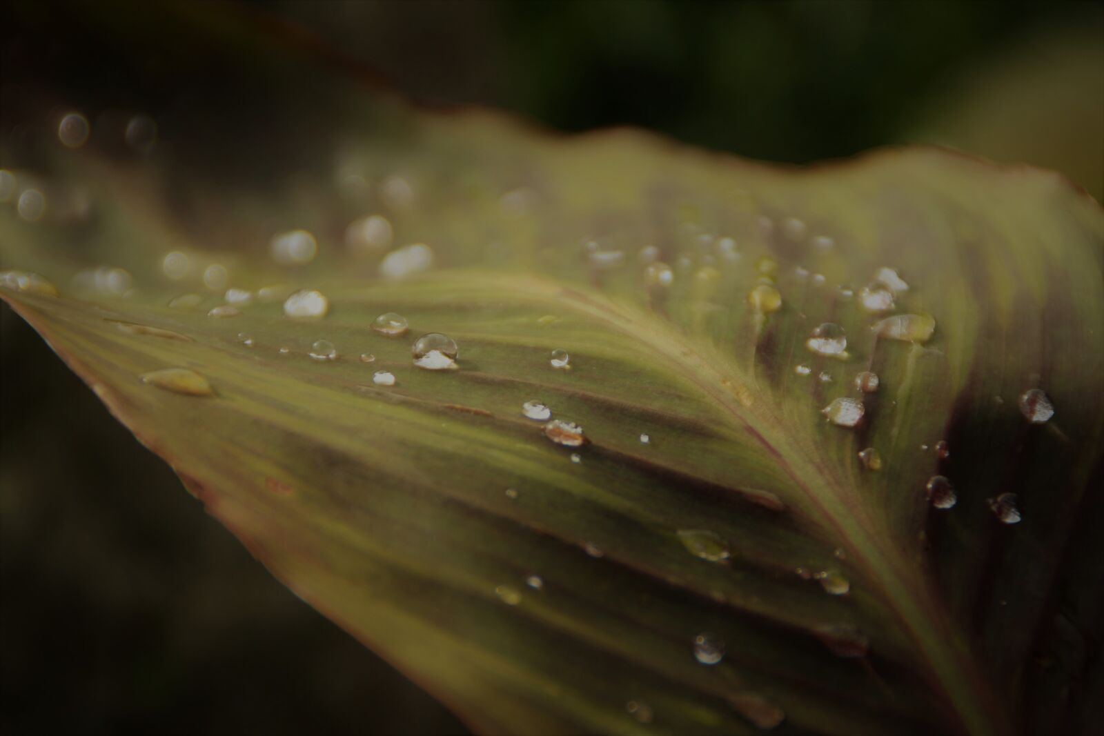 Canon EOS 1200D (EOS Rebel T5 / EOS Kiss X70 / EOS Hi) sample photo. Leaf, big leaf, drop photography