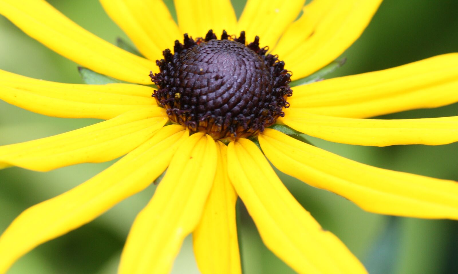 Canon EOS 450D (EOS Rebel XSi / EOS Kiss X2) sample photo. Rudbeckia, gardening, flower photography