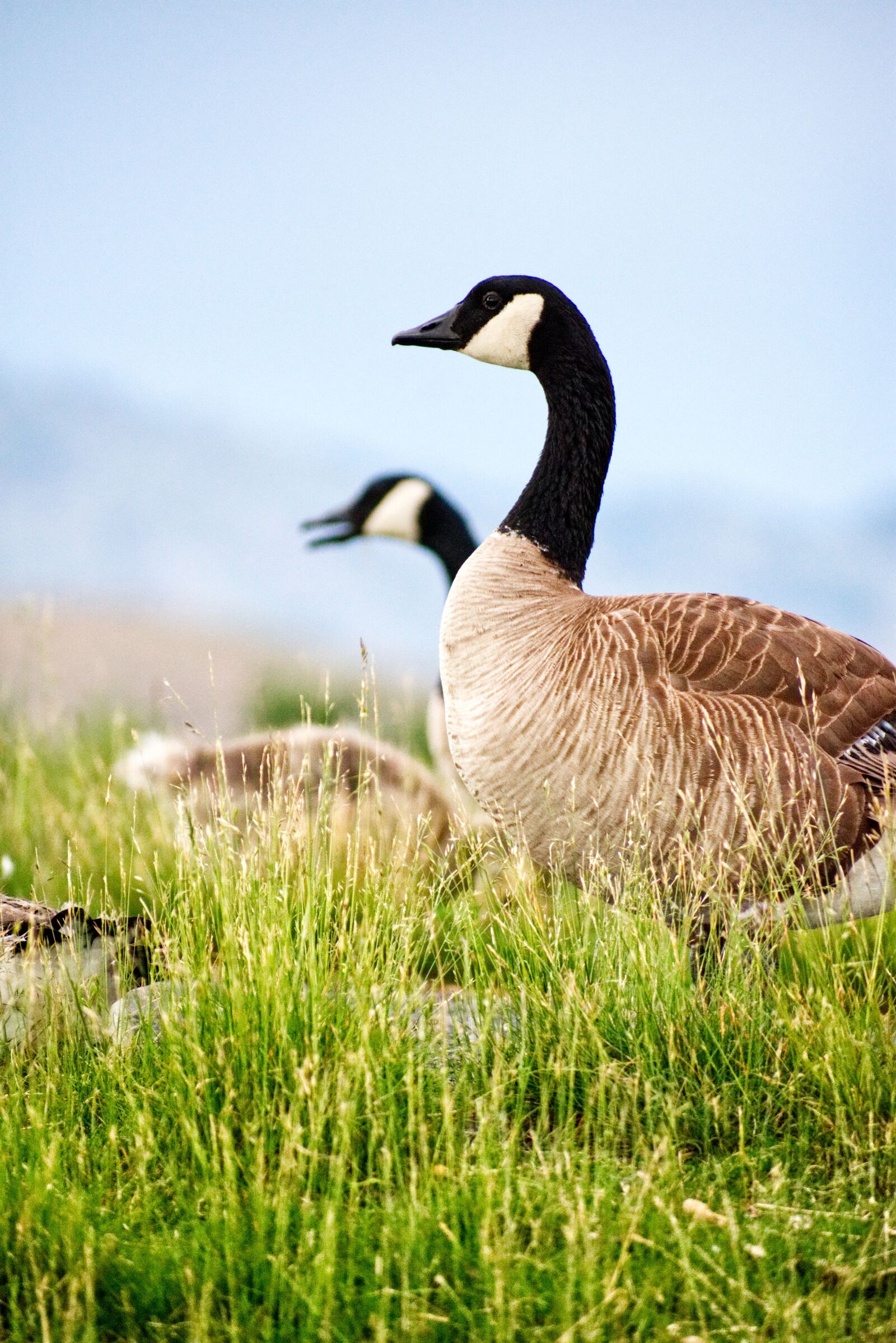 Nikon D3400 sample photo. Bird, geese, lake photography
