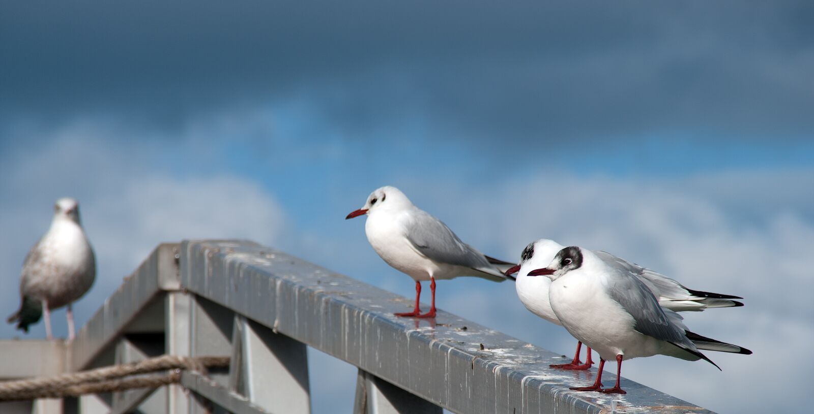Pentax K20D sample photo. Seagull, seabirds, bird photography