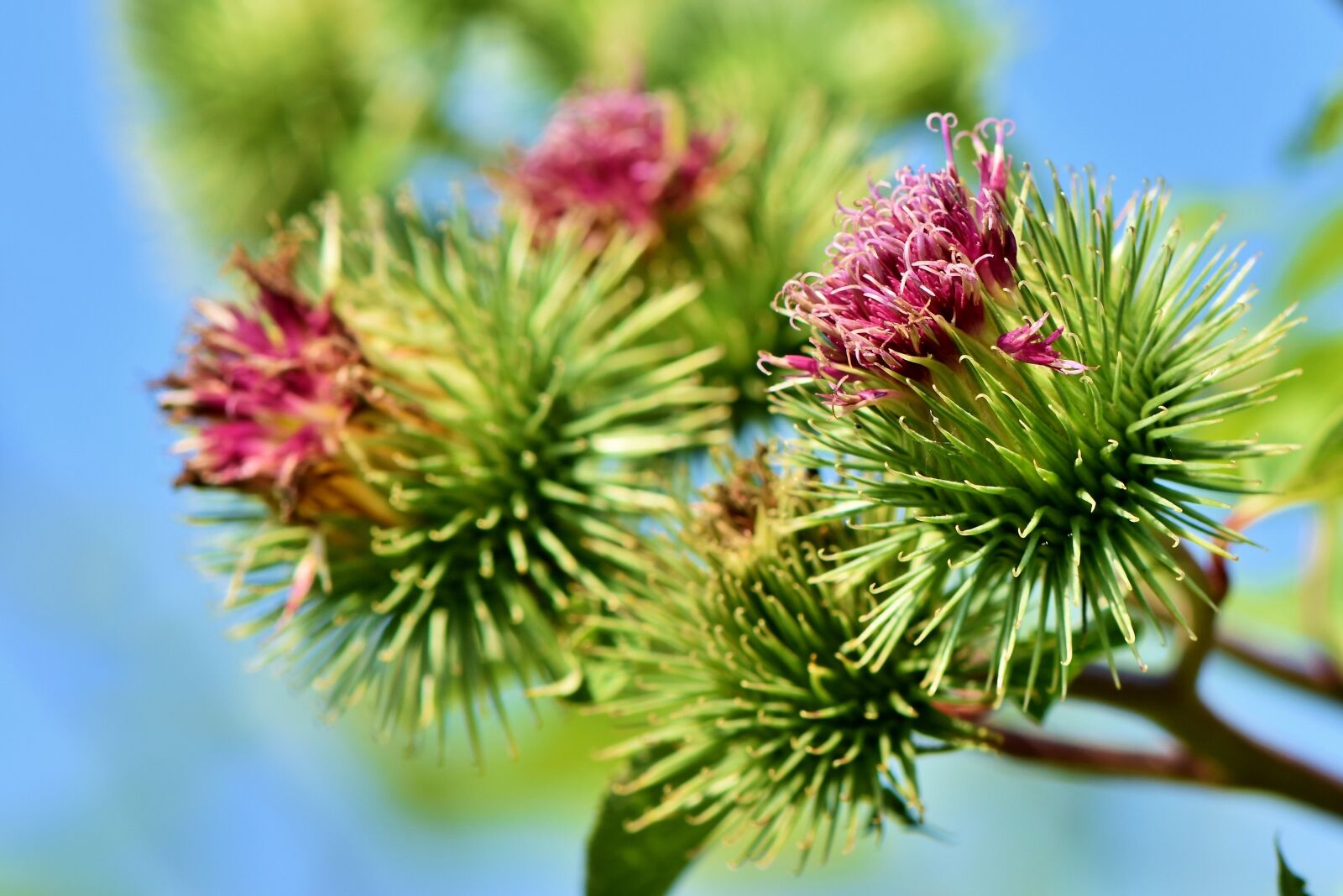 Nikon D7200 sample photo. Great burdock, burdock, arctium photography