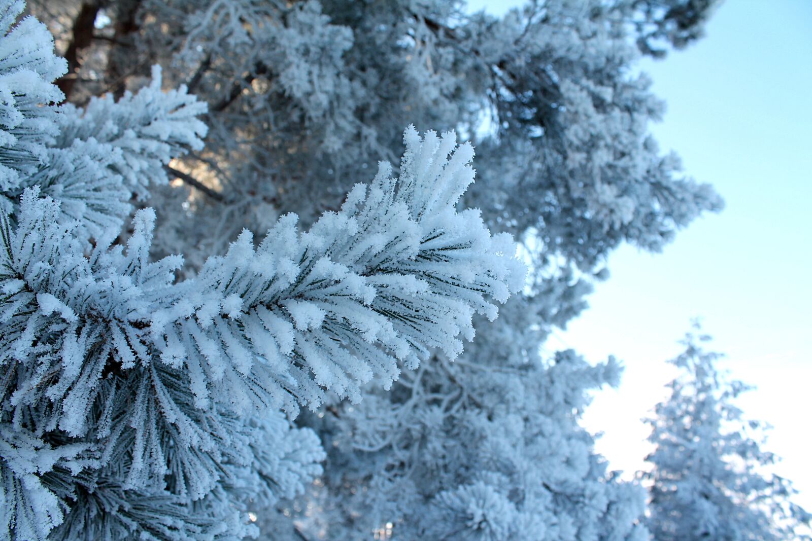 Canon EOS 1100D (EOS Rebel T3 / EOS Kiss X50) sample photo. Winter, forest, leann photography