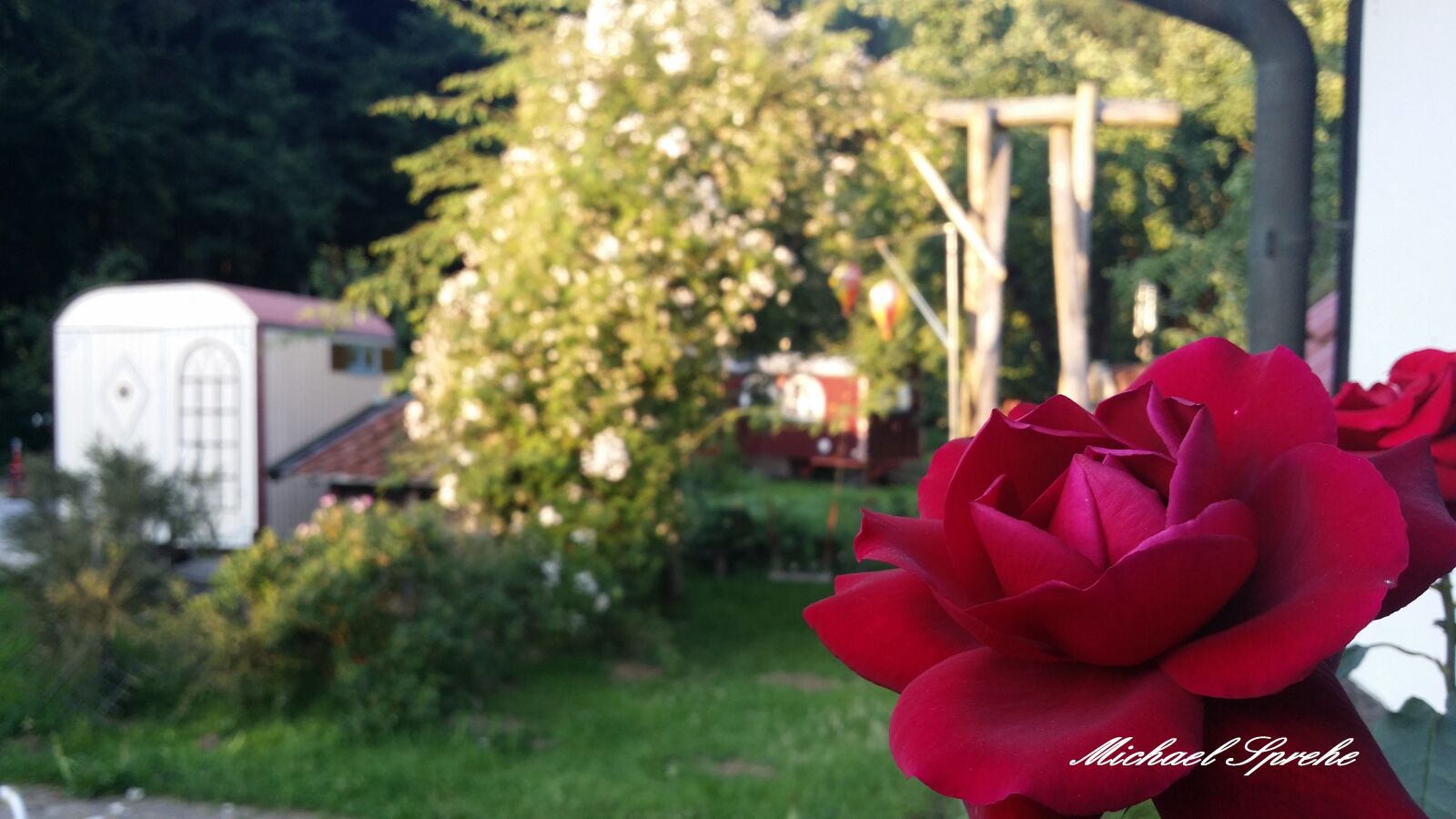 Samsung Galaxy S4 sample photo. Backyard, germany, roses photography