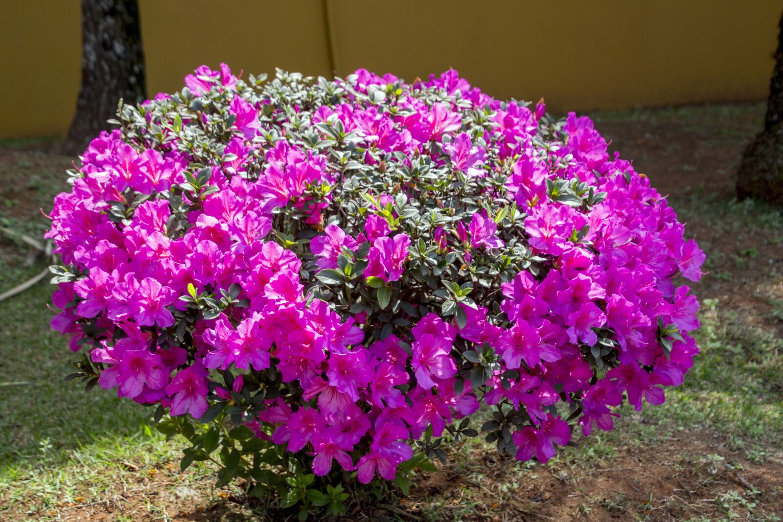 Canon EOS 700D (EOS Rebel T5i / EOS Kiss X7i) sample photo. Nature, seed, tree photography