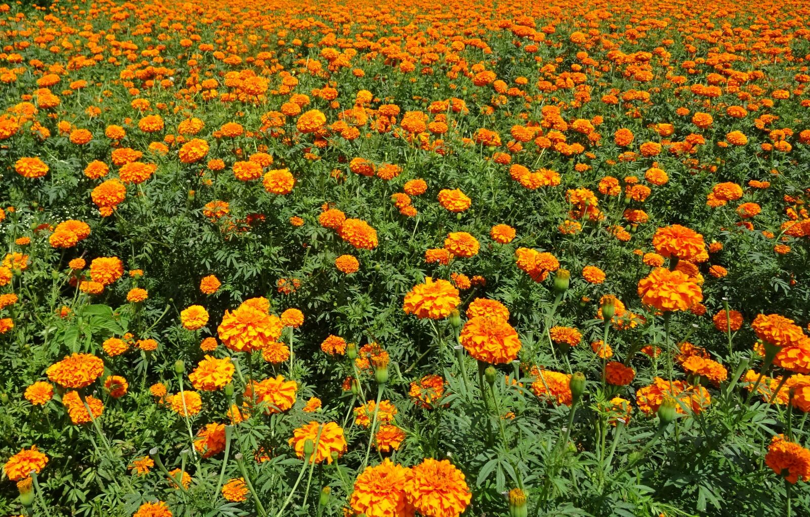 Sony DSC-HX60V sample photo. Flower, marigold, orange photography