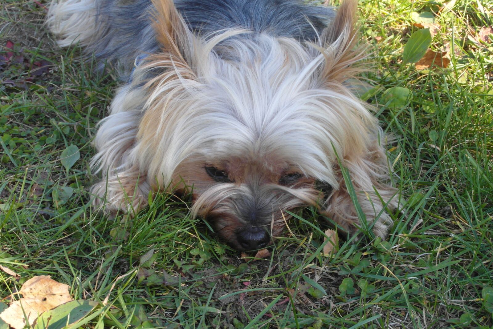 Samsung WB750 sample photo. Doggy, small, mammal photography