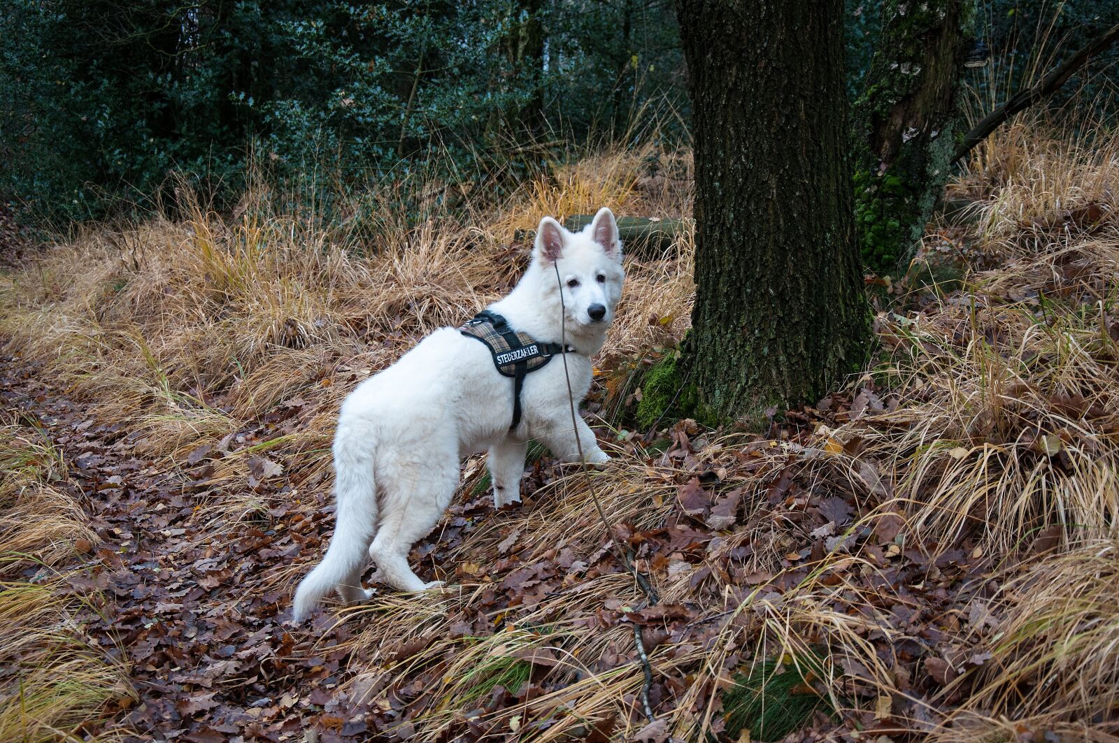Nikon D5000 sample photo. Nature, mammal, dog photography
