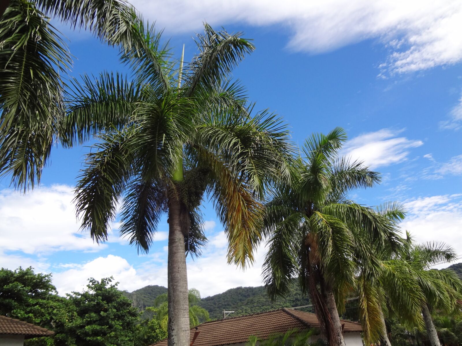 Sony DSC-WX7 sample photo. Palm trees, trees, sky photography