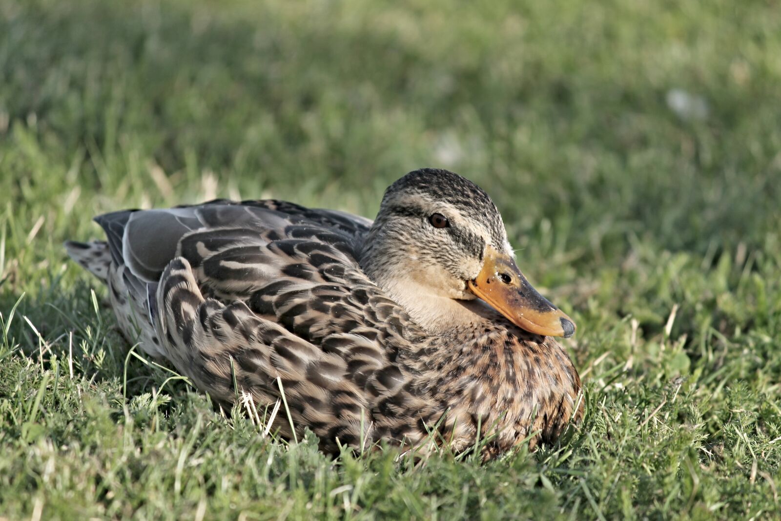Canon EOS 1100D (EOS Rebel T3 / EOS Kiss X50) sample photo. Mallard, duck, female photography