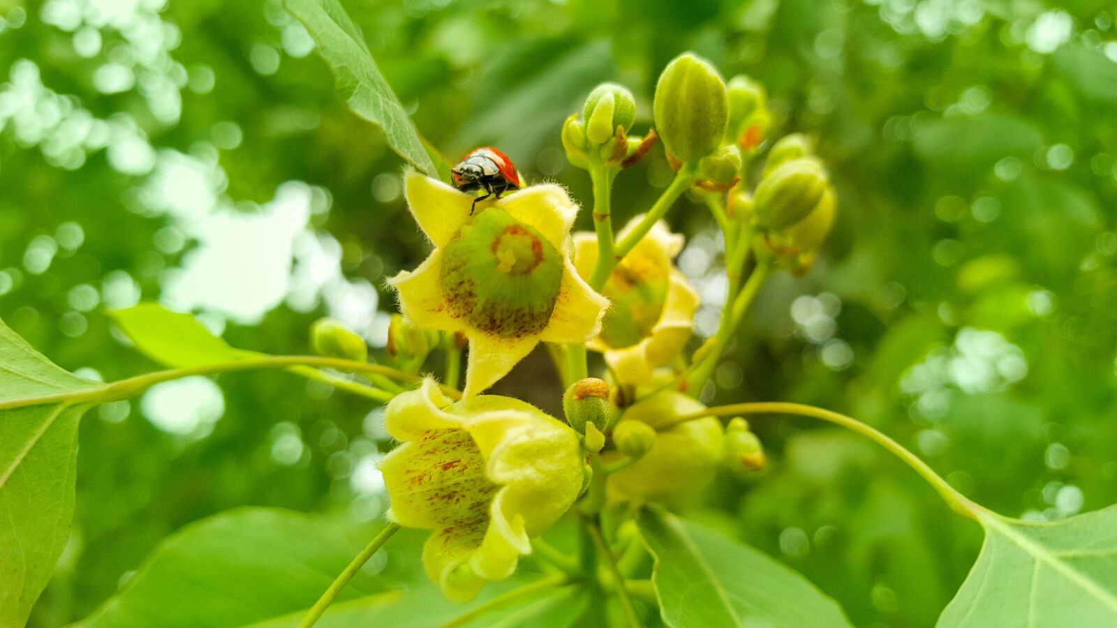 Samsung GALAXY S6 edge sample photo. Ladybug, green, nature photography