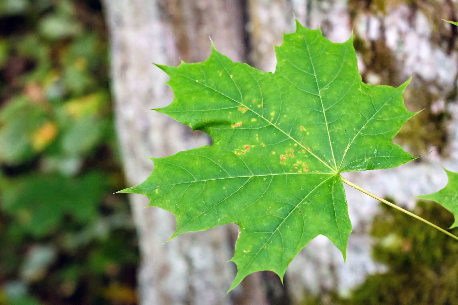 Nikon D5300 sample photo. Leaf, clone, maple leaf photography