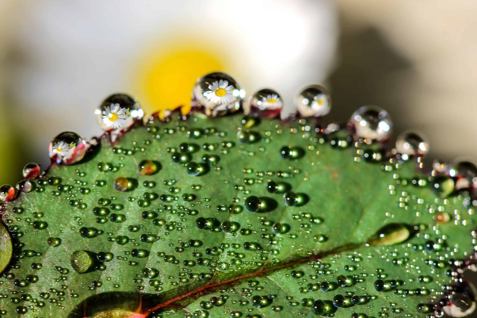 Canon EOS 1100D (EOS Rebel T3 / EOS Kiss X50) sample photo. Wet, nature, rain, dew photography