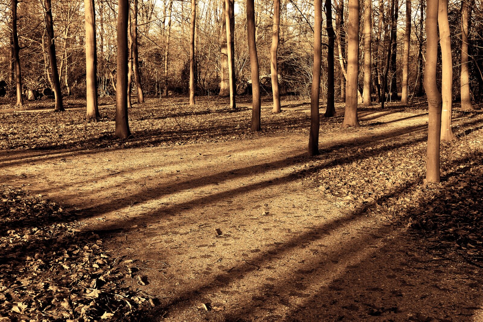 Sony Cyber-shot DSC-RX100 sample photo. Forest, trees, sunlight photography