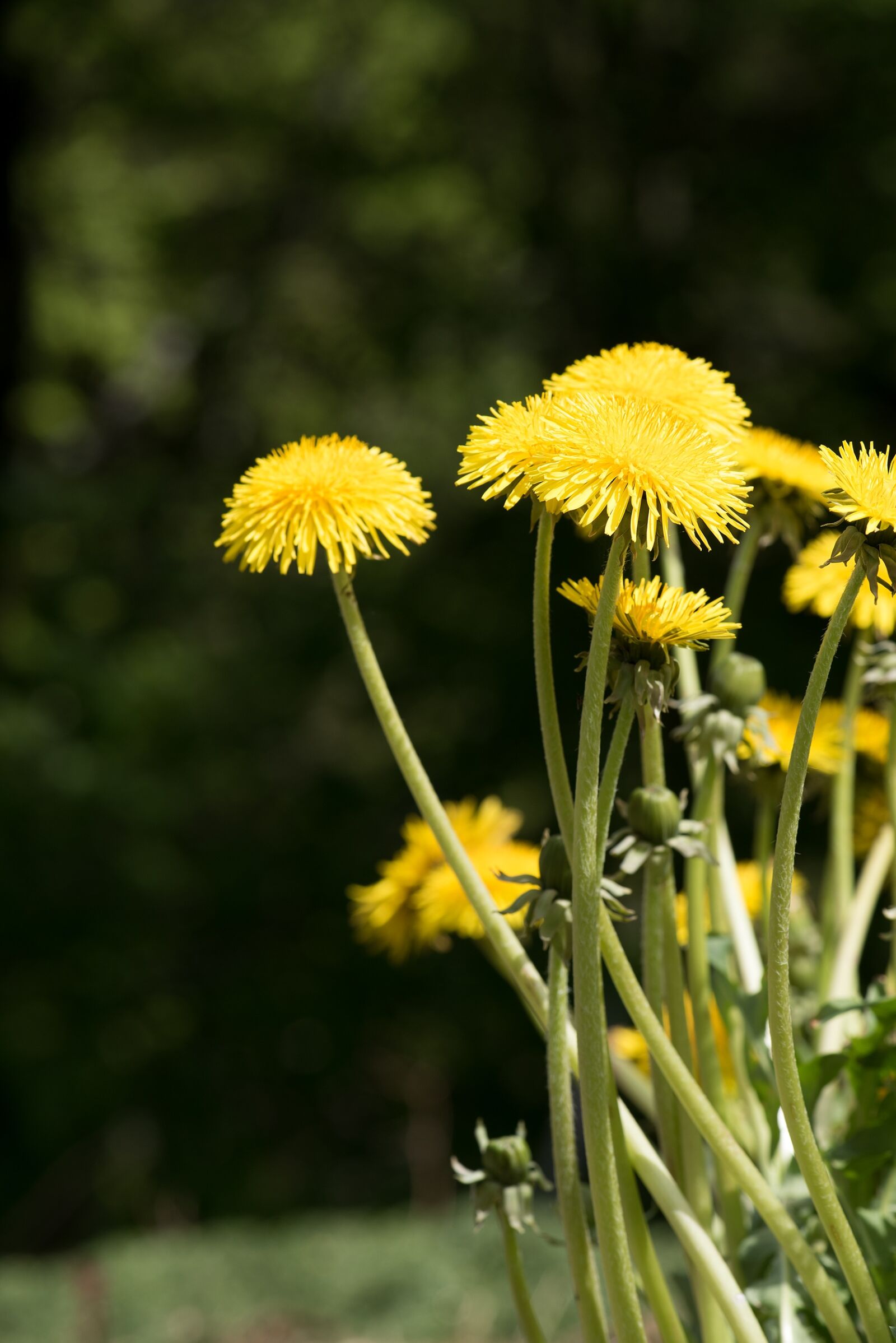 Nikon D750 sample photo. Dandelion, yellow, yellow flower photography