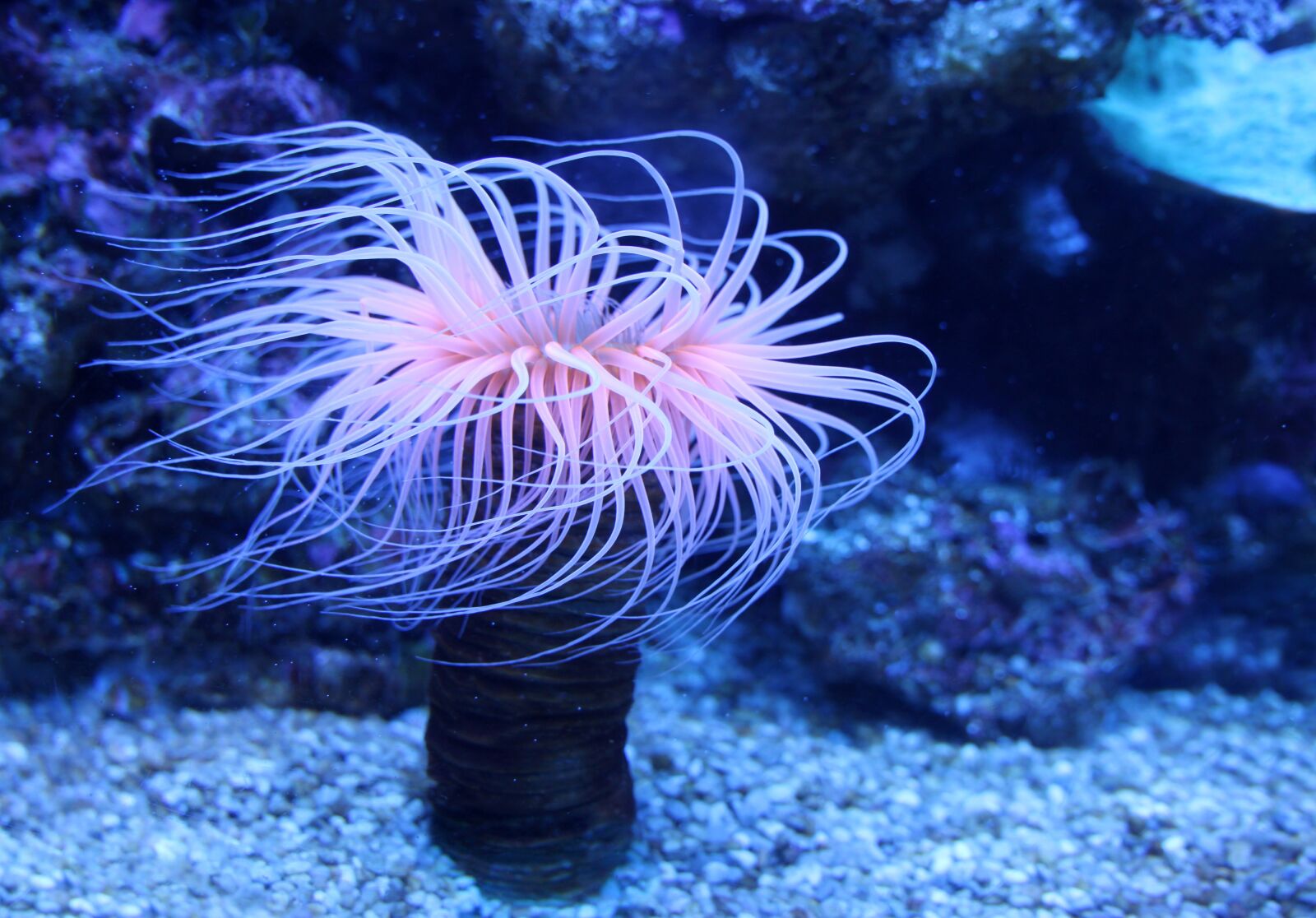 Canon EOS 500D (EOS Rebel T1i / EOS Kiss X3) sample photo. Sea anemones, water lilies photography
