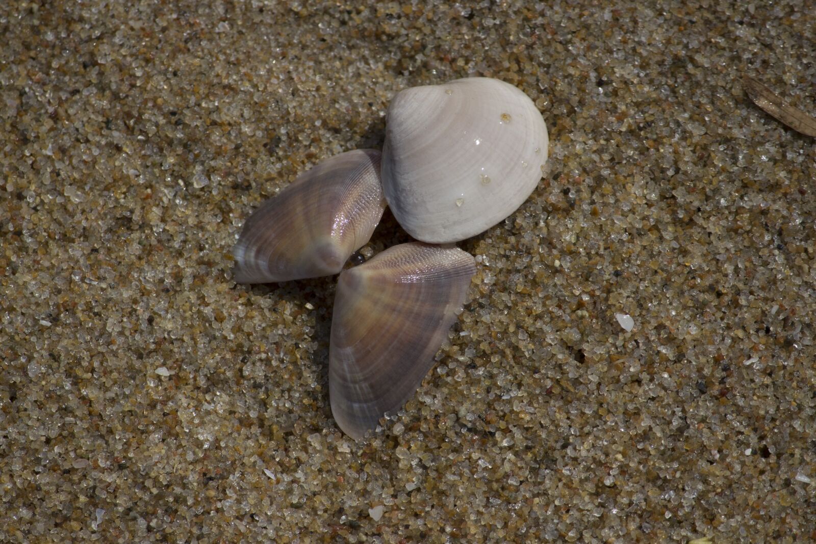 Canon EOS 700D (EOS Rebel T5i / EOS Kiss X7i) sample photo. Shell, nature, sand photography