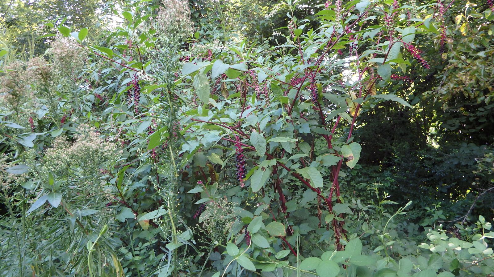 Olympus SP-100EE sample photo. Pokeweed, plant, nature photography