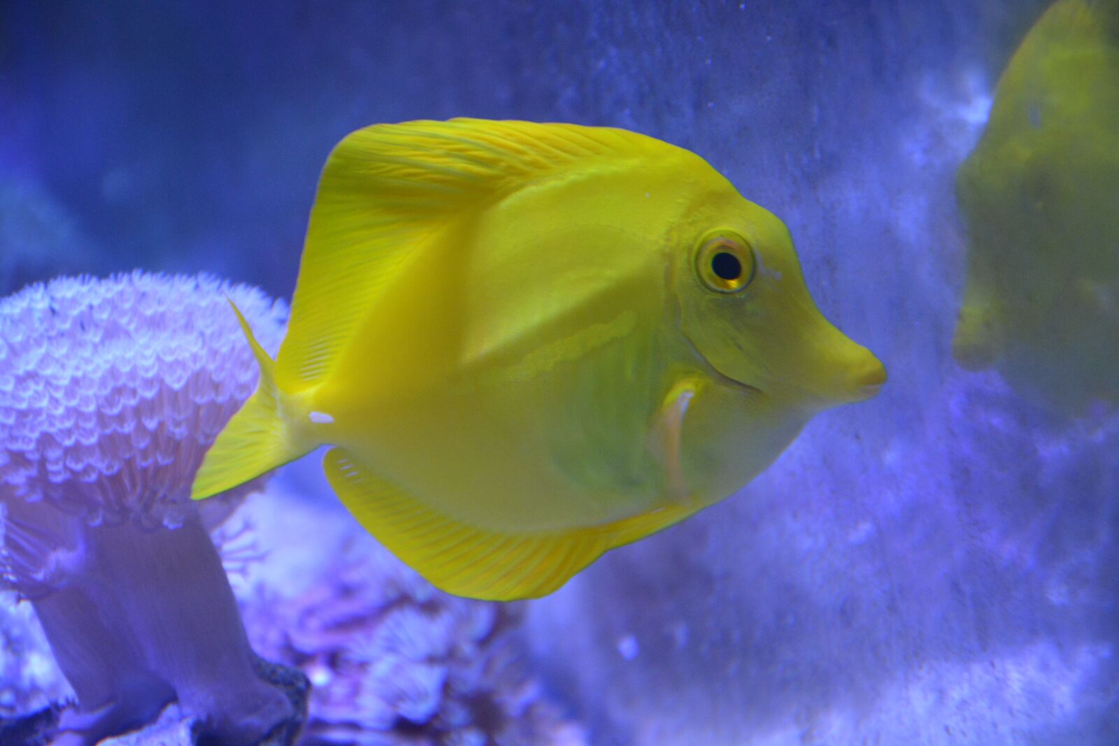 Nikon D5200 sample photo. Fish, flavescens, sea ​​water photography