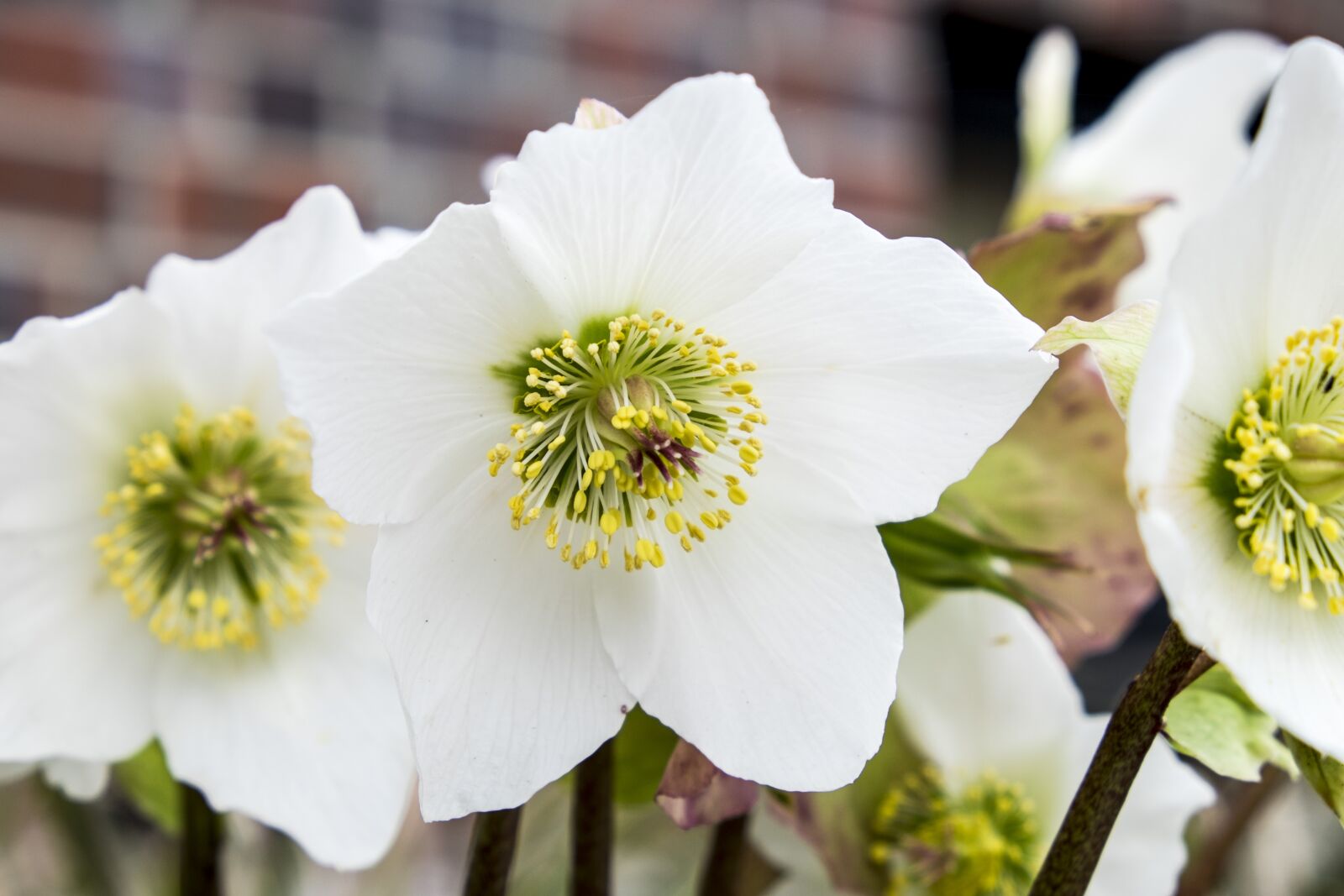 Fujifilm X-T1 sample photo. Christmas rose, winter, white photography