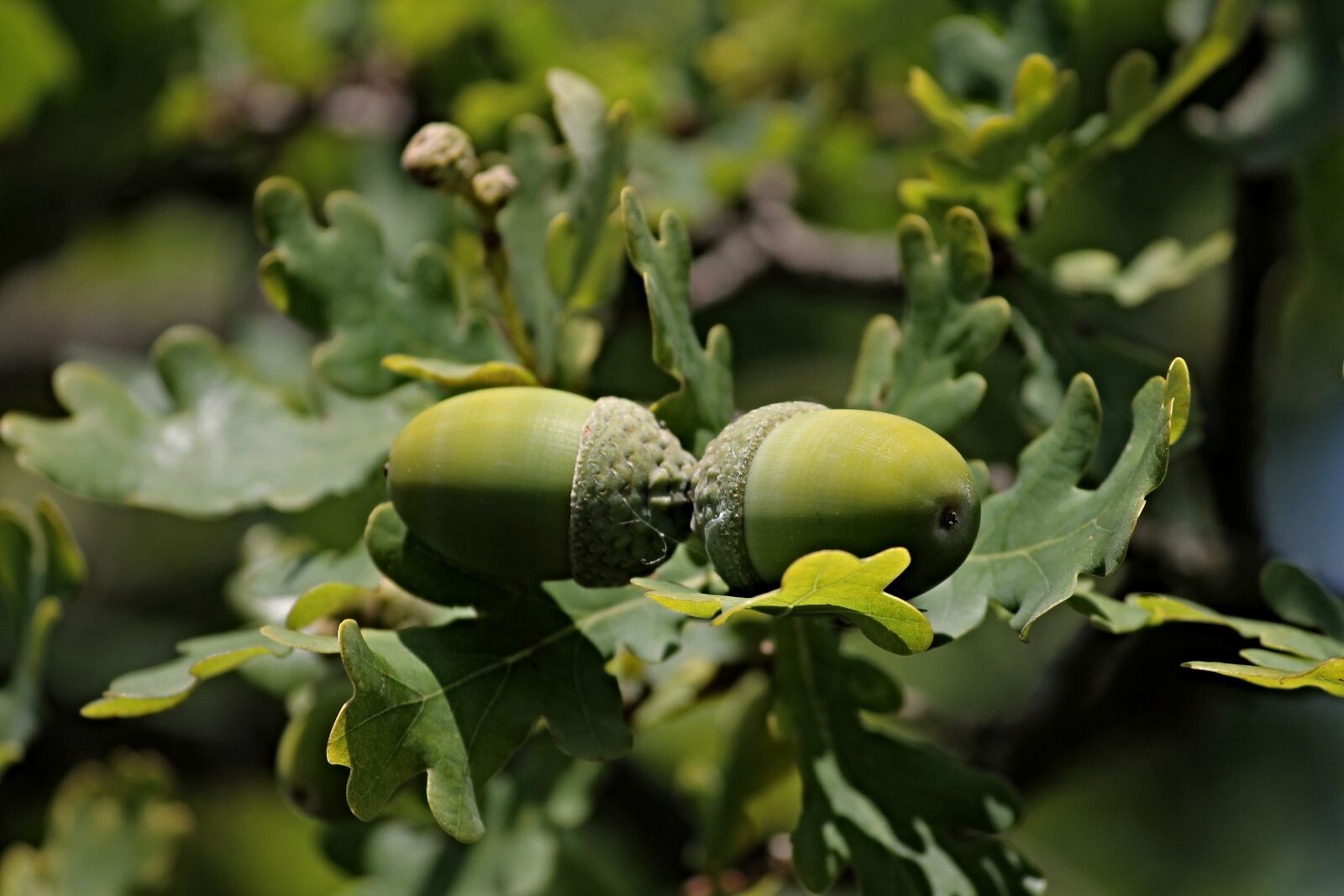 Canon EOS 1100D (EOS Rebel T3 / EOS Kiss X50) sample photo. Acorns, acorn, oak leaves photography