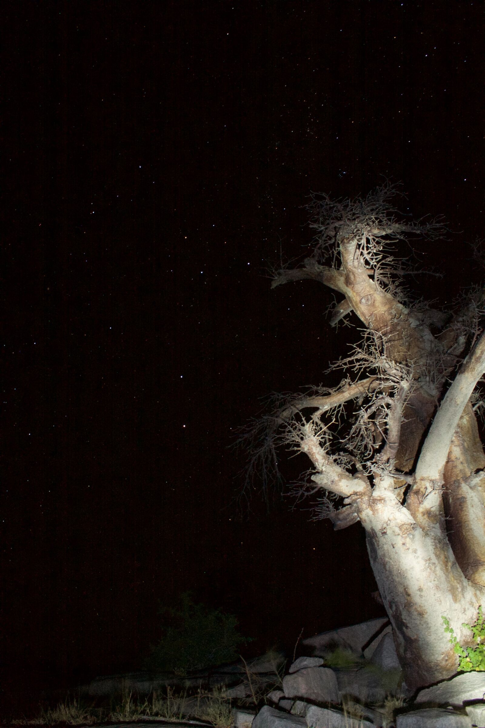 Canon EF-S 18-55mm F3.5-5.6 II sample photo. Africa, botswana, night, stars photography