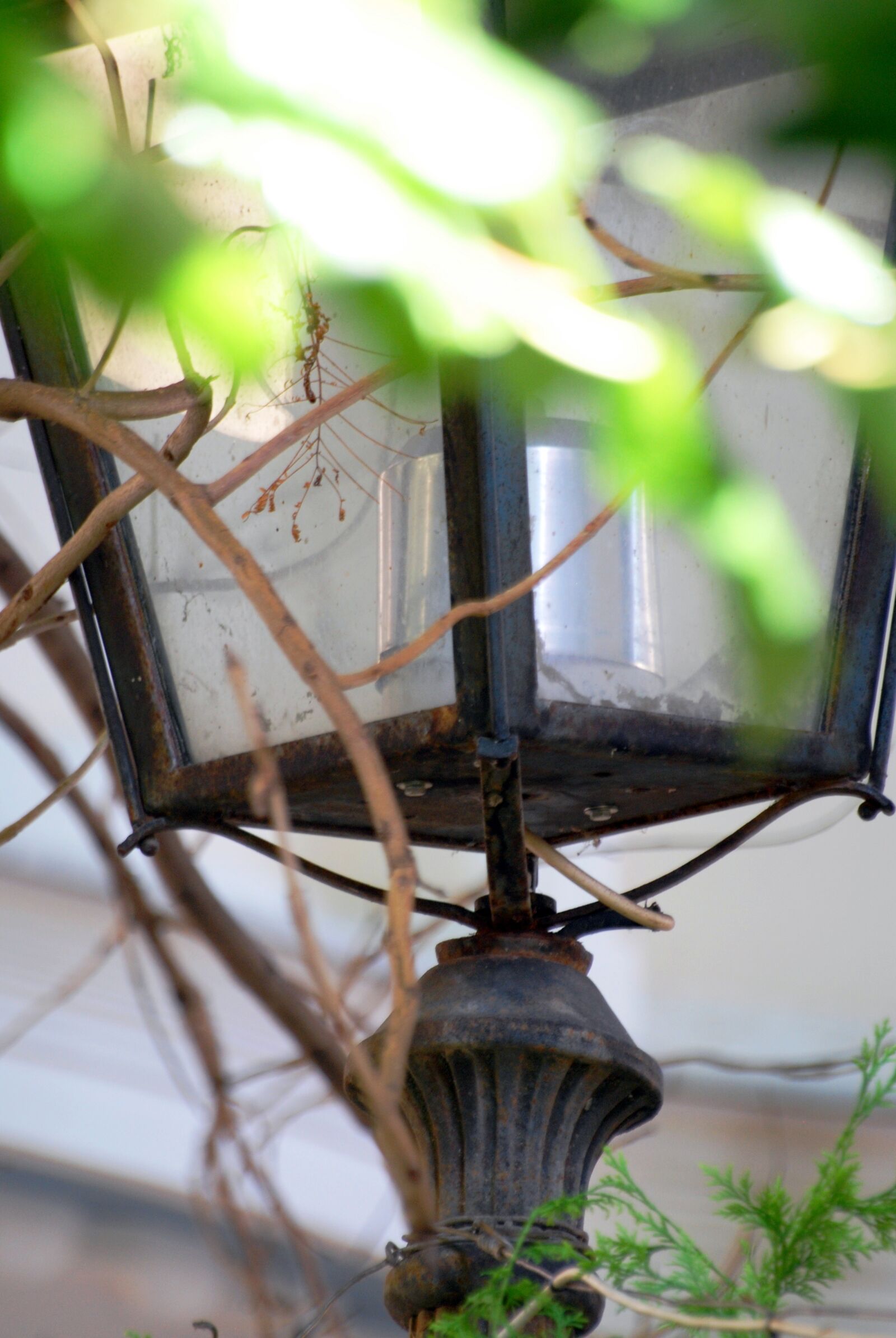 Nikon D60 sample photo. Light, nature, tree photography