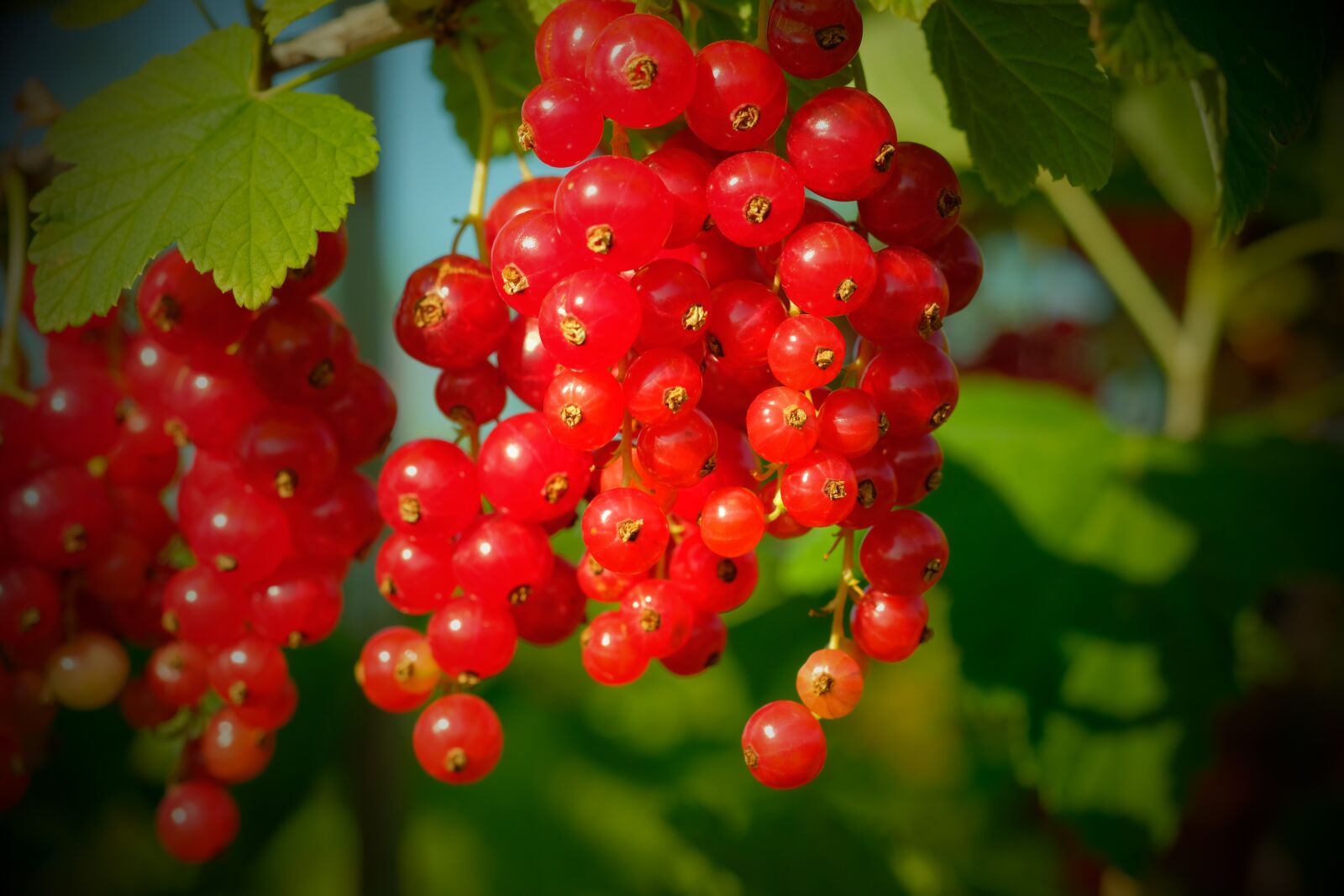 Fujifilm X-T20 + Fujifilm XF 60mm F2.4 R Macro sample photo. Currants, berries, red currant photography
