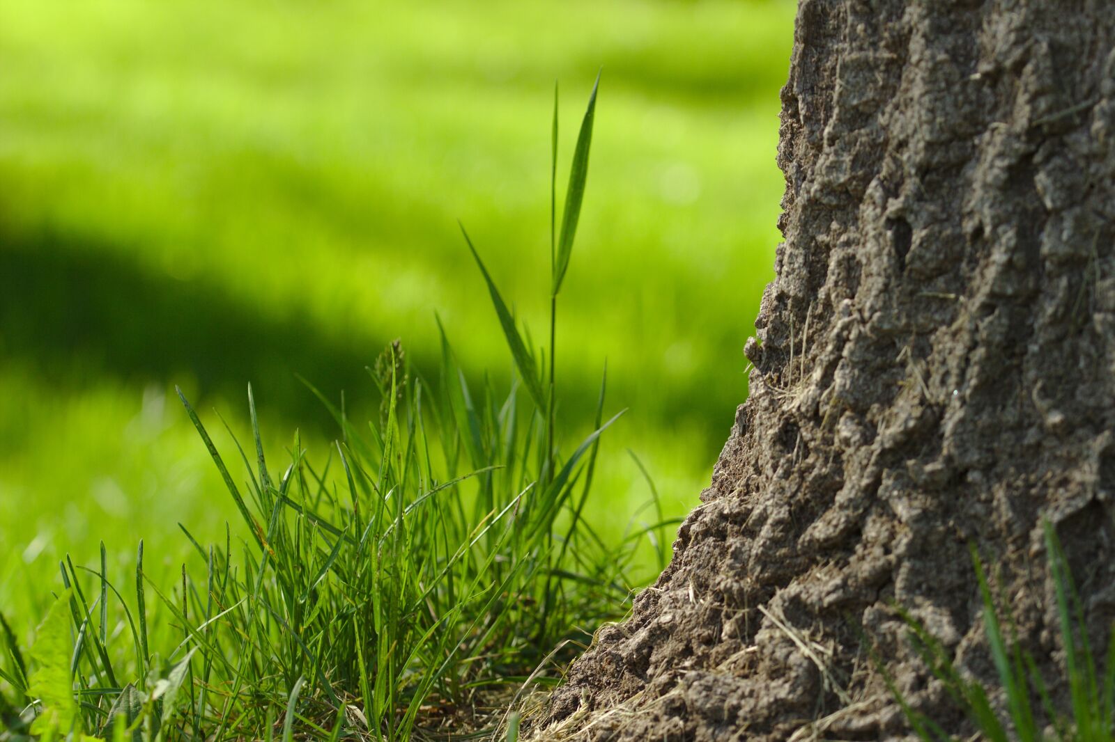 Canon EOS 600D (Rebel EOS T3i / EOS Kiss X5) sample photo. Grass, green, spring photography