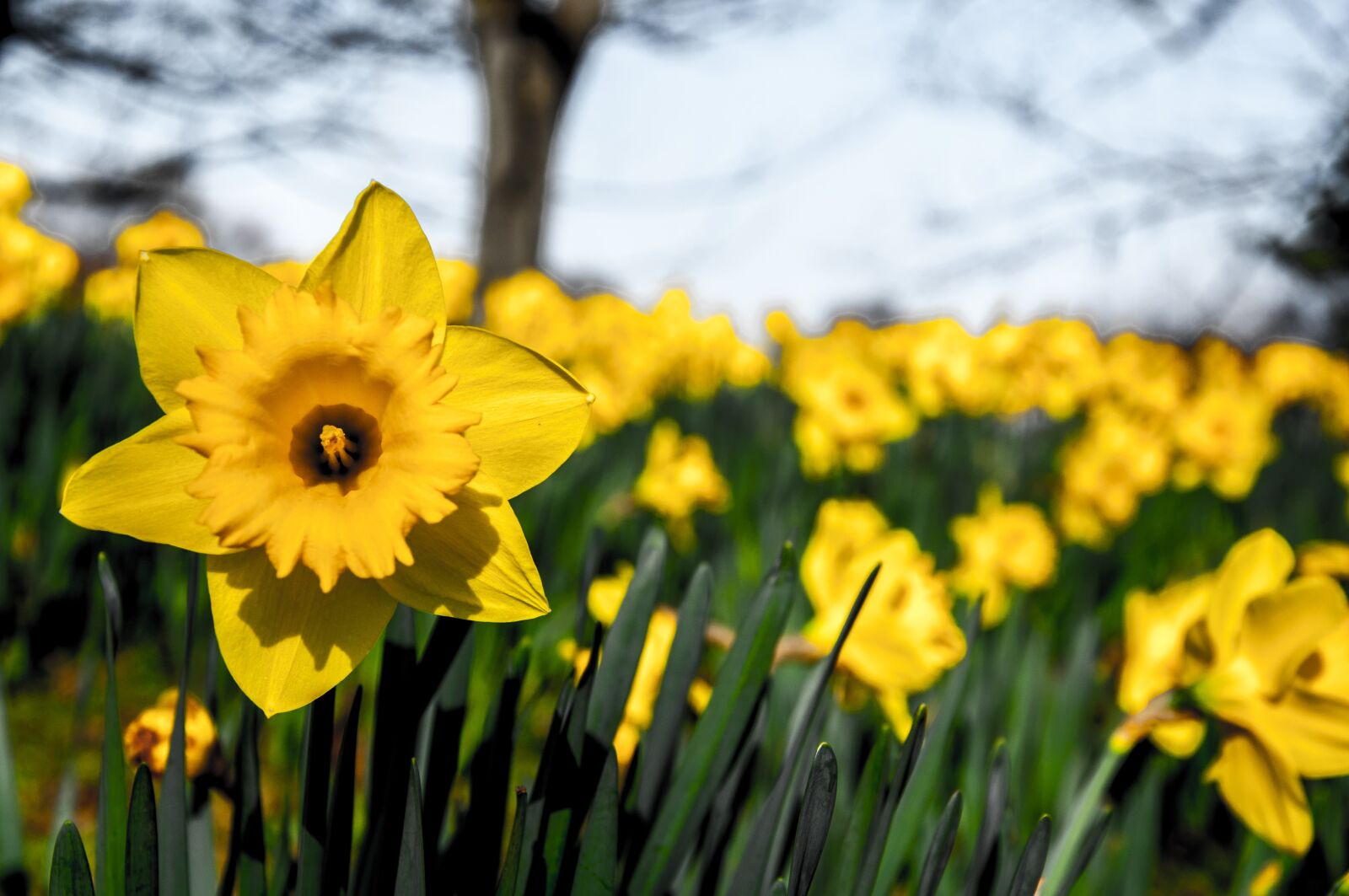 Nikon D5000 sample photo. Daffodils, narcissus, flower photography