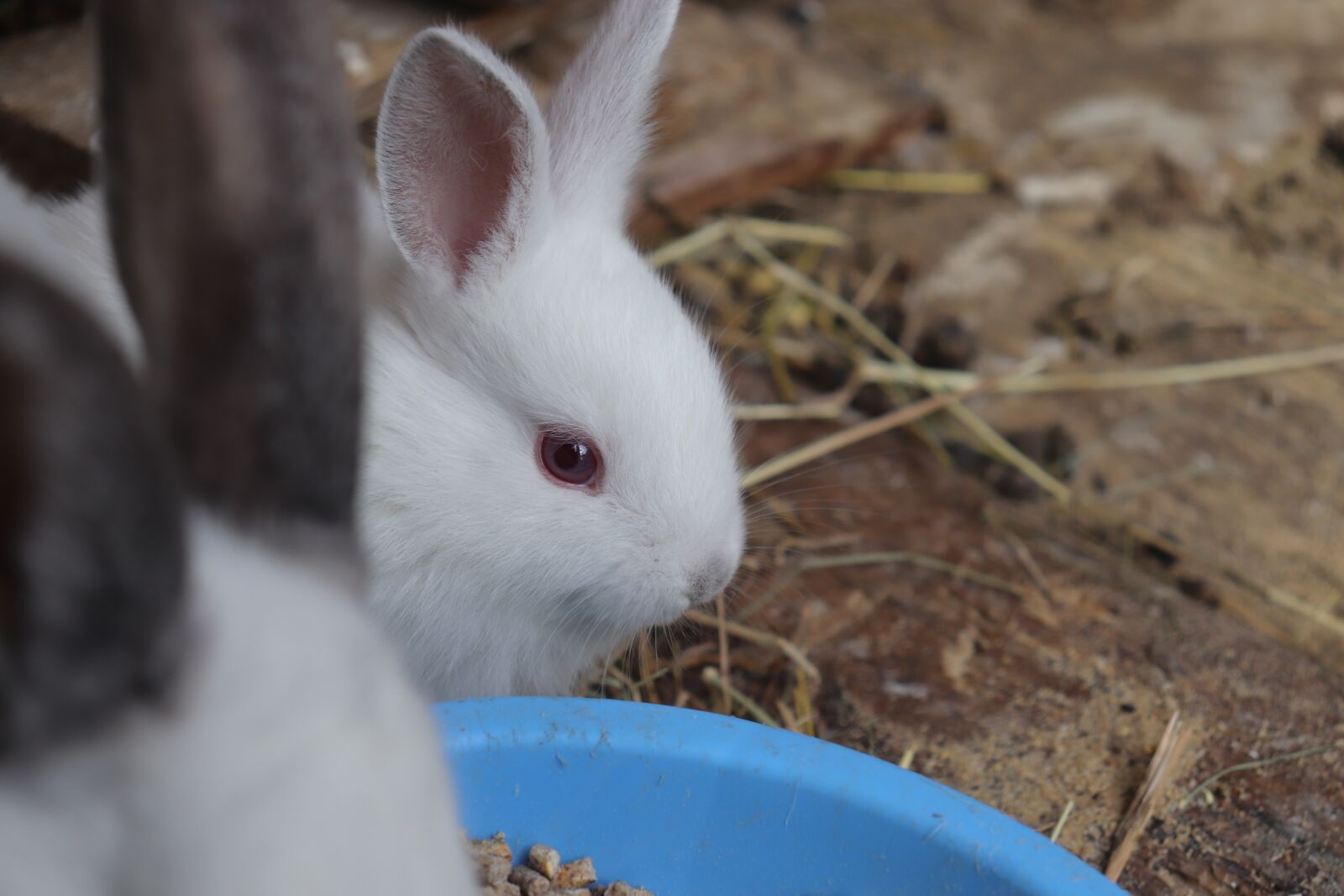 Canon EOS 200D (EOS Rebel SL2 / EOS Kiss X9) sample photo. Rabbit, white, cute photography