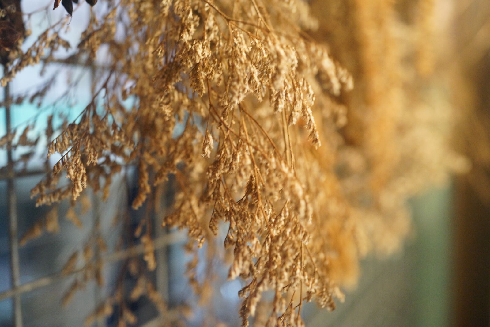 Sony Cyber-shot DSC-RX1R sample photo. Sun dried plants, natural photography