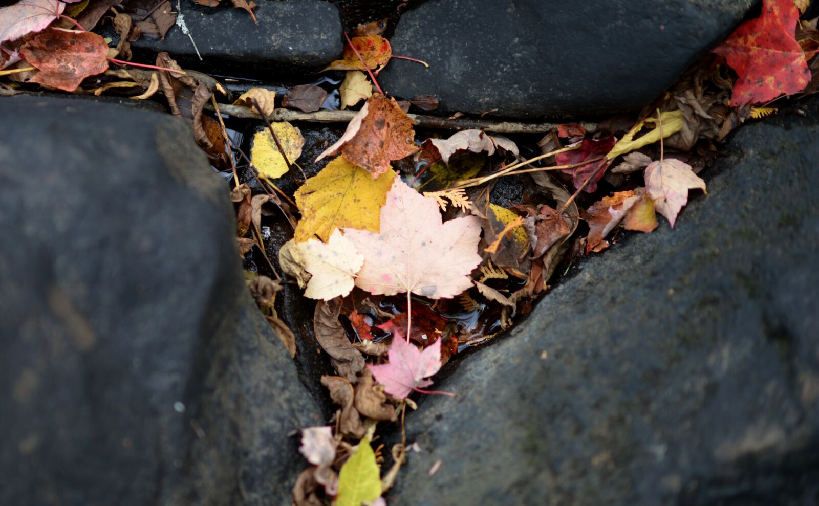 Nikon D4 sample photo. Leaf, leaves, autumn photography
