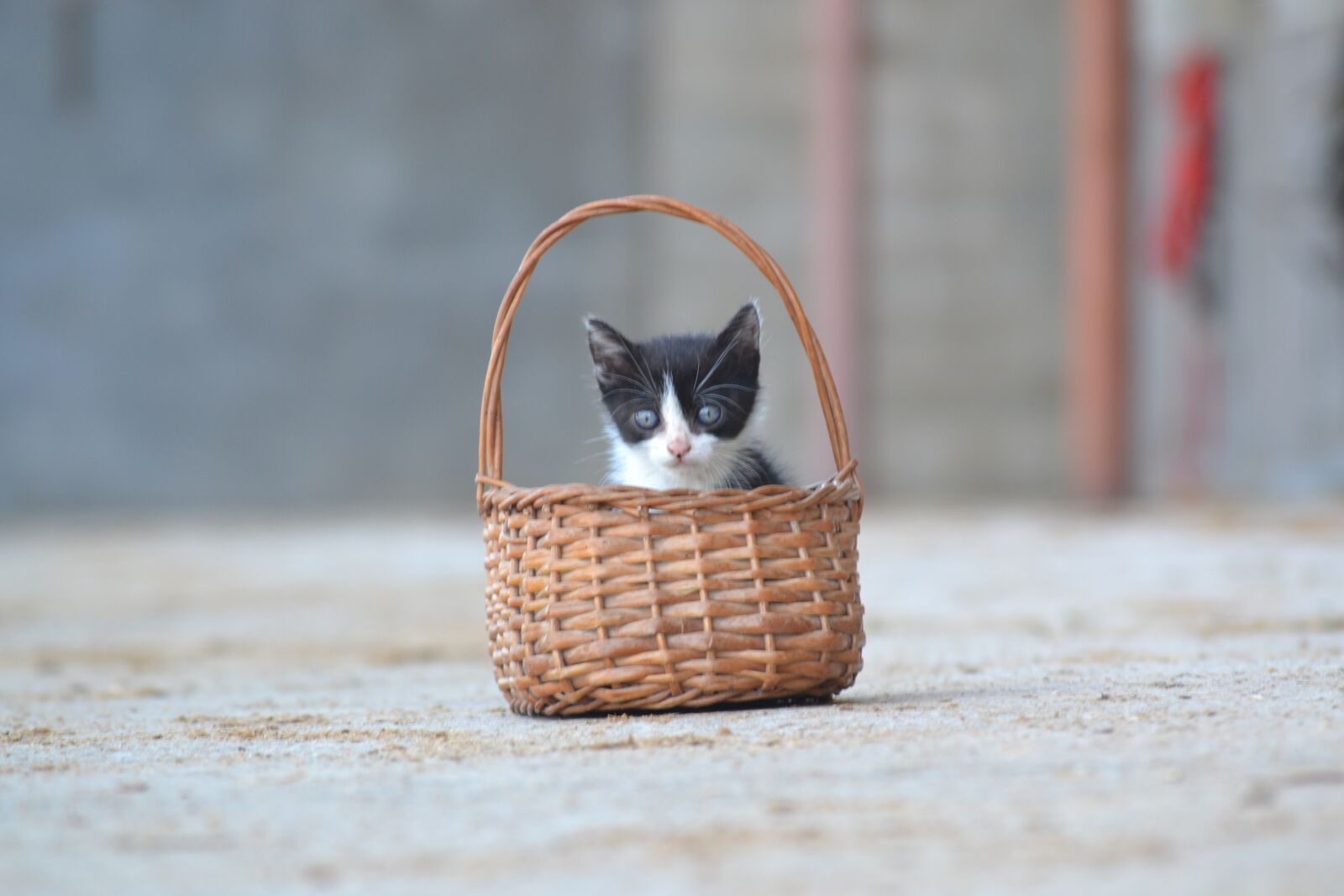 Nikon D3100 sample photo. Kitten, pet, cute photography