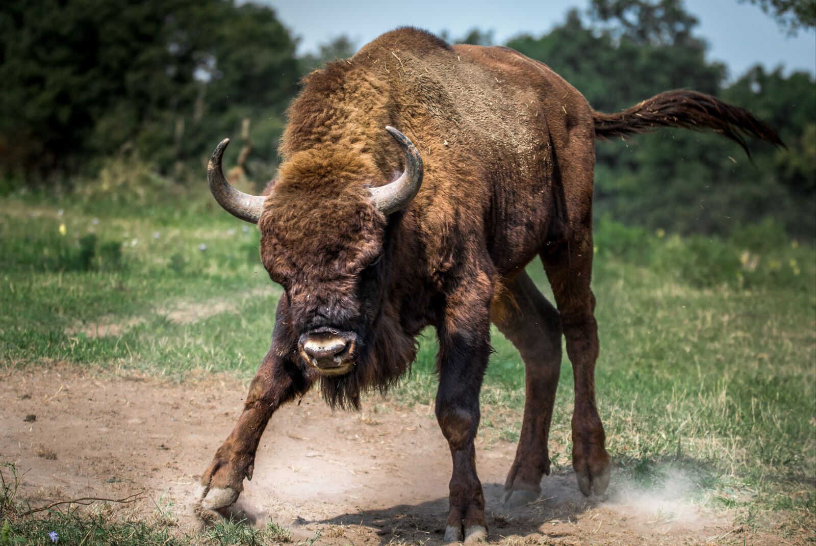 Nikon D3200 sample photo. Bison european, bison, animal photography