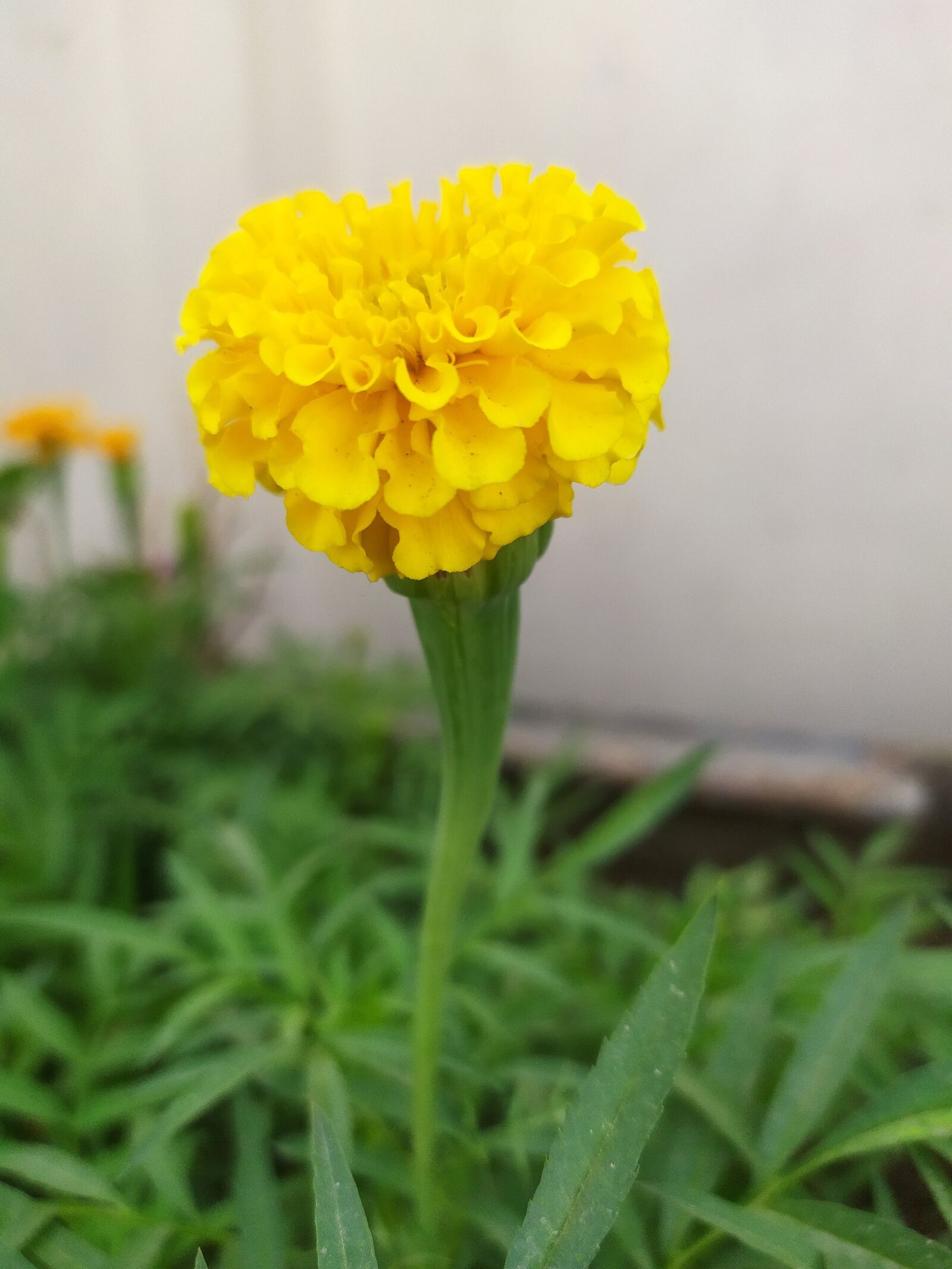 Xiaomi Redmi Note 7S sample photo. Flower, natural, garden photography
