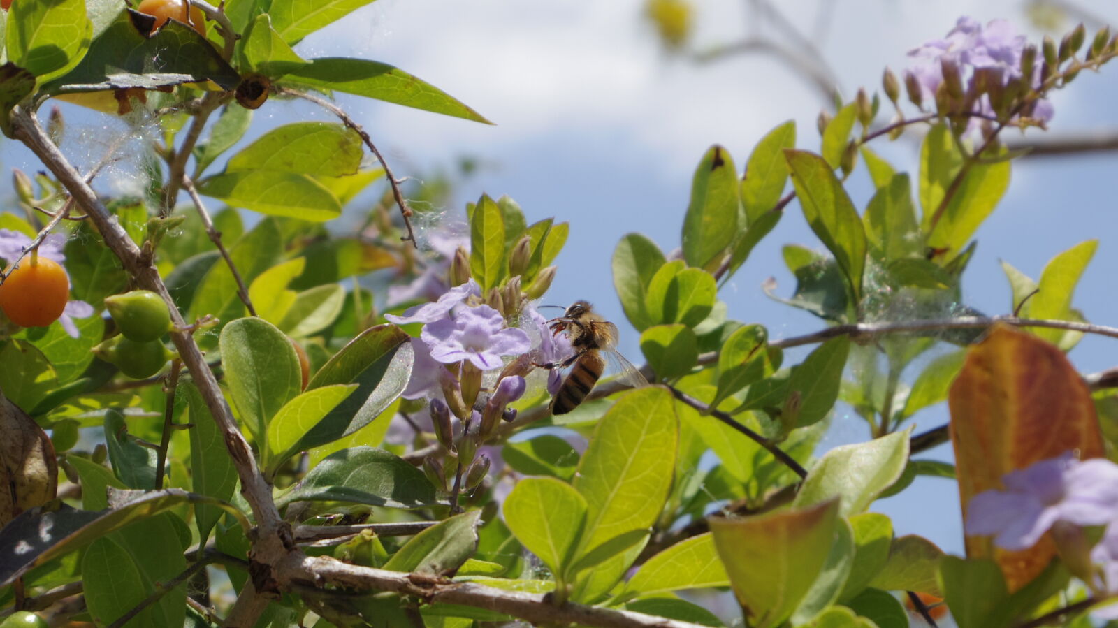 Pentax Q7 sample photo