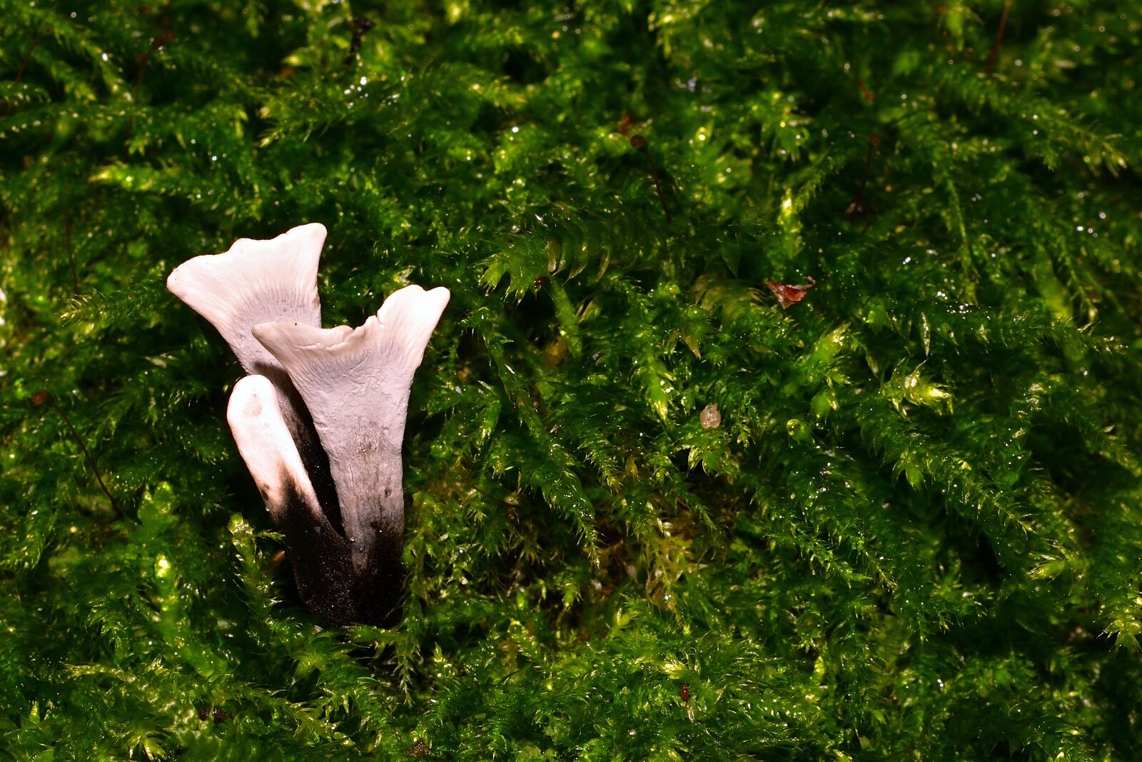 Nikon D5200 sample photo. Forest, mushrooms, calocera viscosa photography