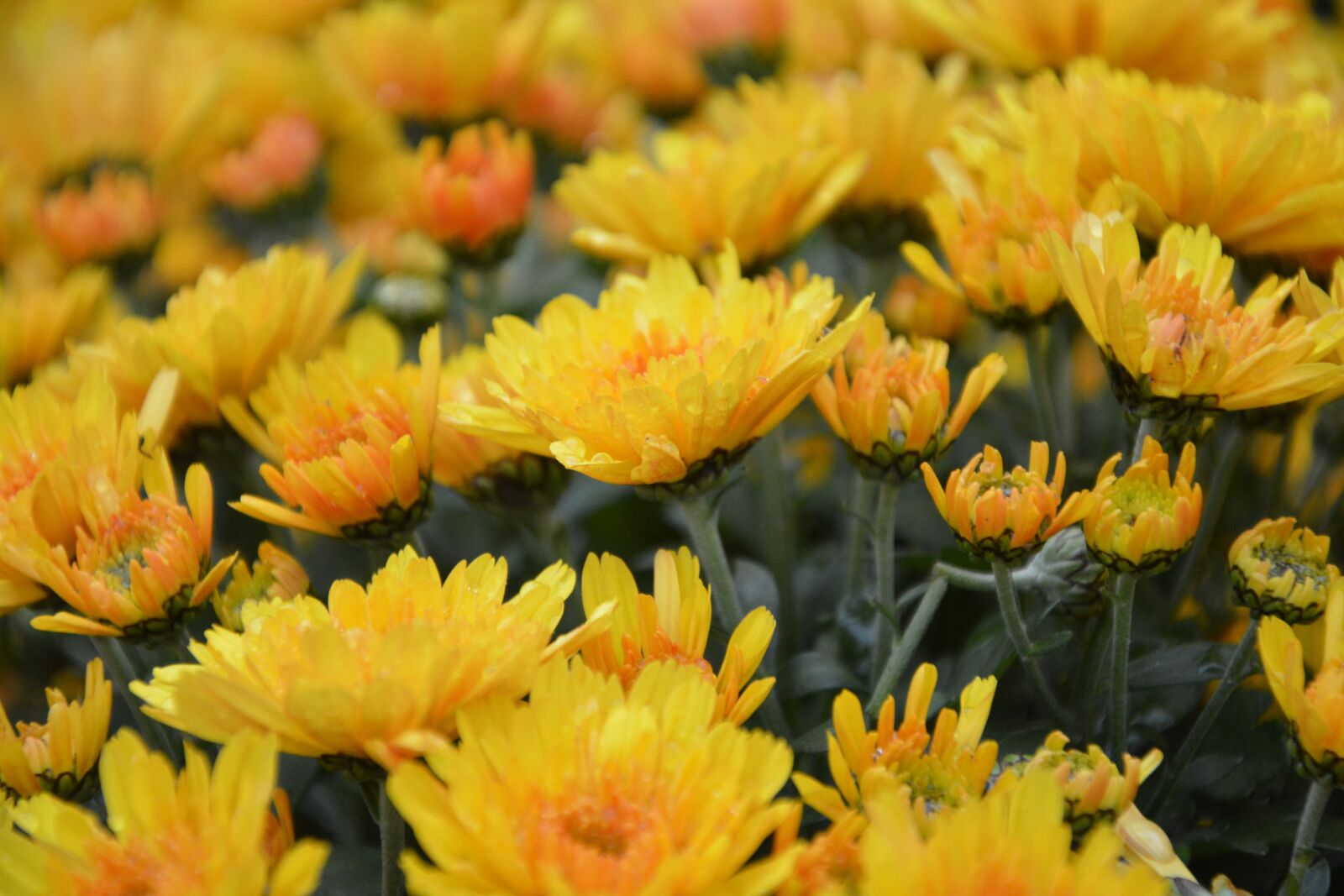Nikon D5200 sample photo. Yellow flowers, photo blurred photography