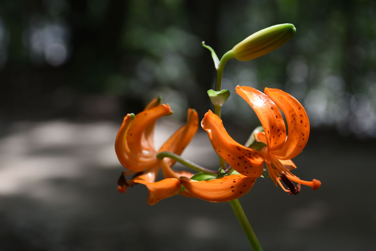 Nikon D7200 sample photo. Wildflower, mountain, horse naira photography
