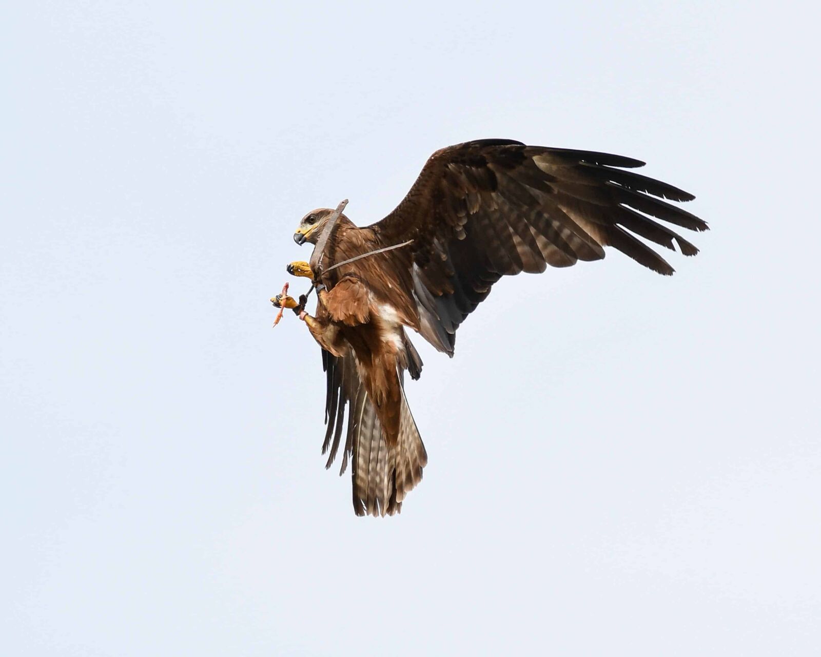 Nikon D500 sample photo. Animal, beak, bird, sky photography