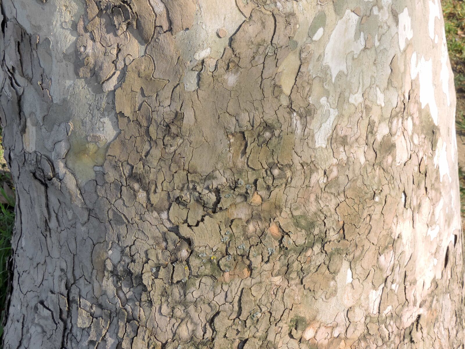Nikon Coolpix P520 sample photo. Cortex, tree, surface, rough photography