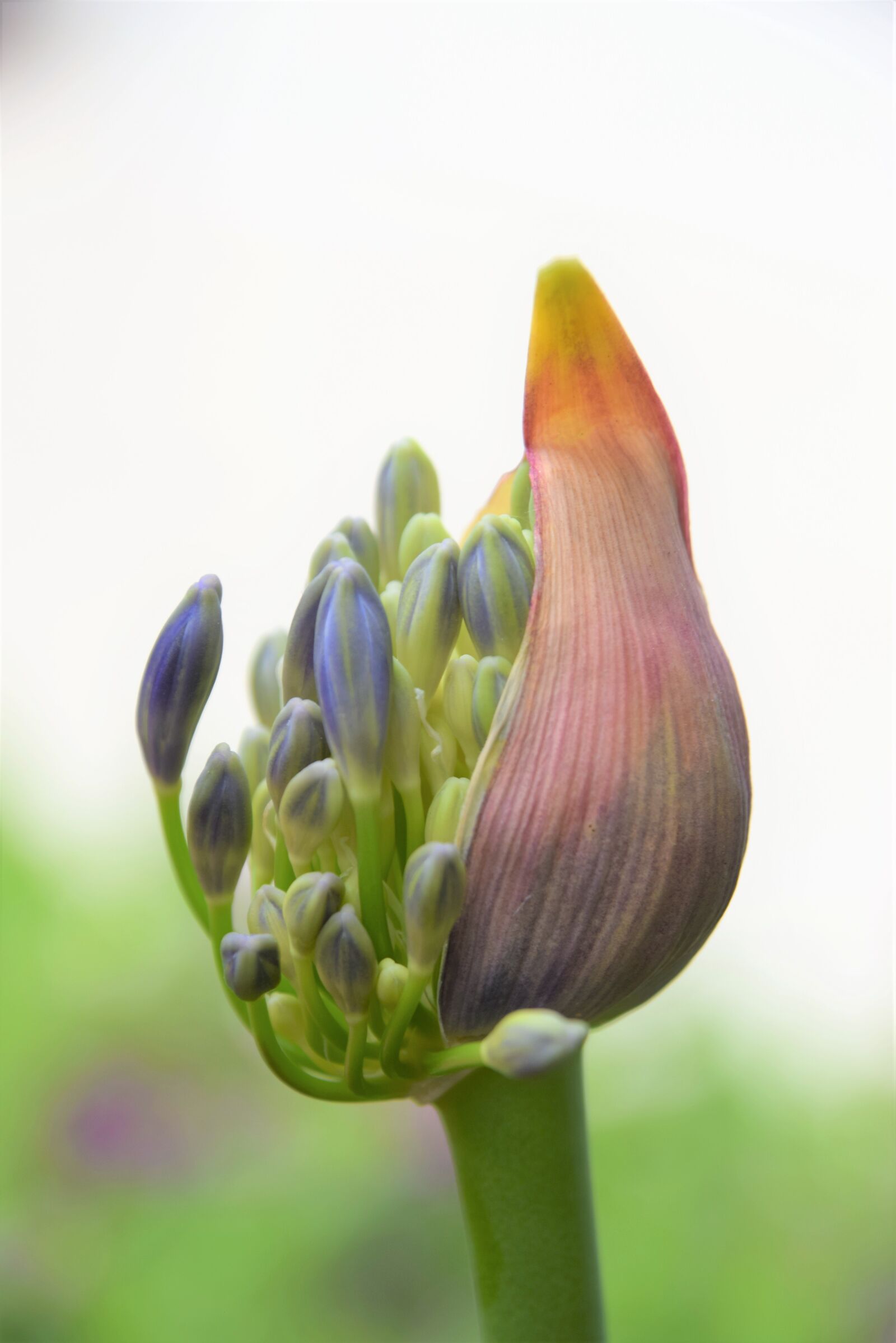 Nikon D3300 sample photo. Spring, blooming, botanical photography