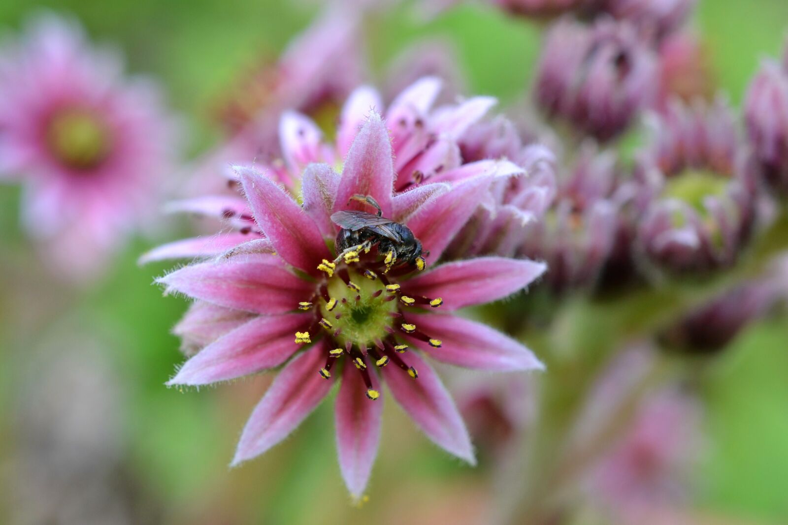 Nikon D3100 sample photo. Pink flower, fly, flower photography