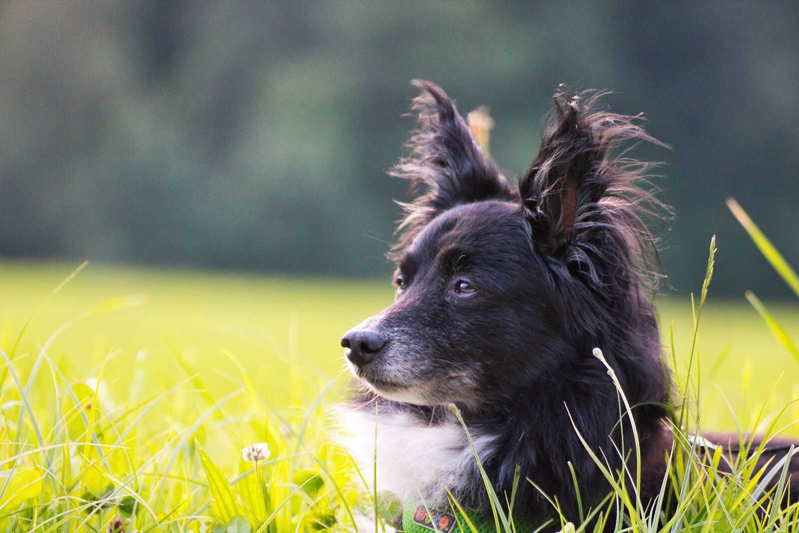 Canon EOS 750D (EOS Rebel T6i / EOS Kiss X8i) sample photo. Dog, animal, pet photography