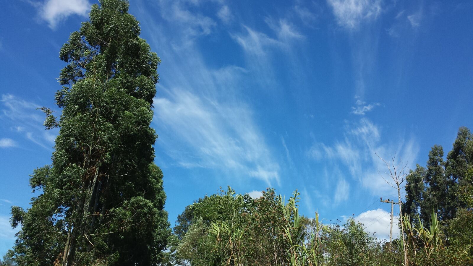 Samsung Galaxy S4 sample photo. Nature, landscape, tree photography