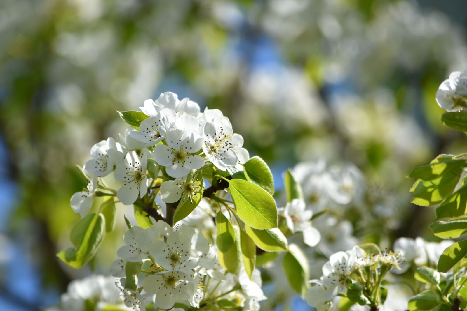 Nikon D5500 sample photo. Pear blossom, spring, summer photography