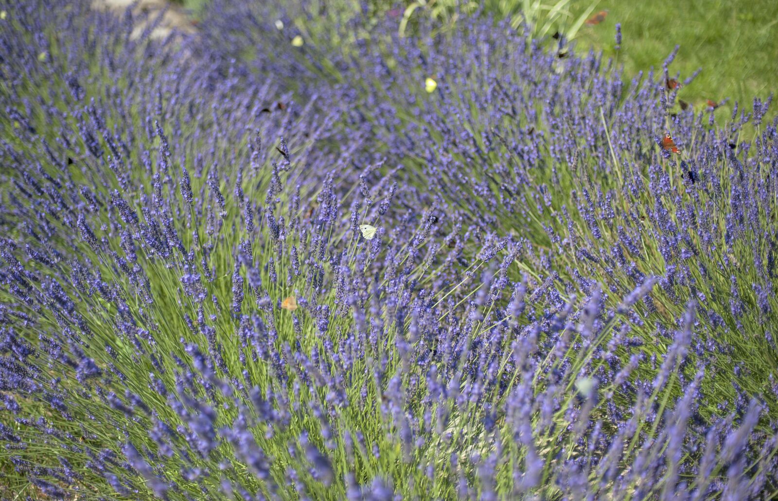 Nikon D700 sample photo. Lavender, flowers, butterflies photography