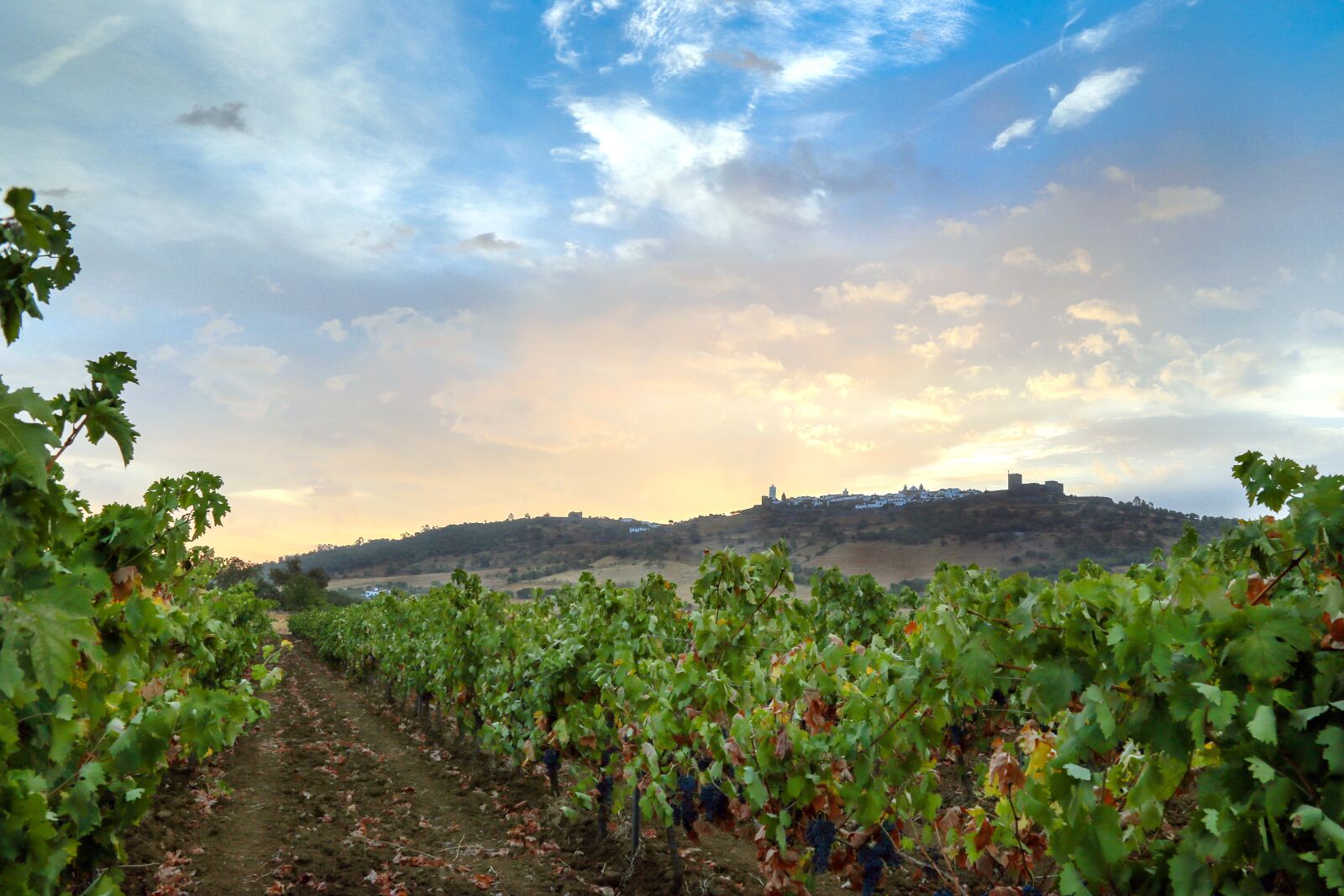 Canon EF 24-105mm F4L IS USM sample photo. Monsaraz, vinhas, vineyards photography